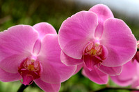 Orchid Plantation